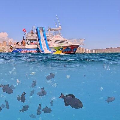 Deluxe Snorkel and Wildlife Cruise in Waikiki