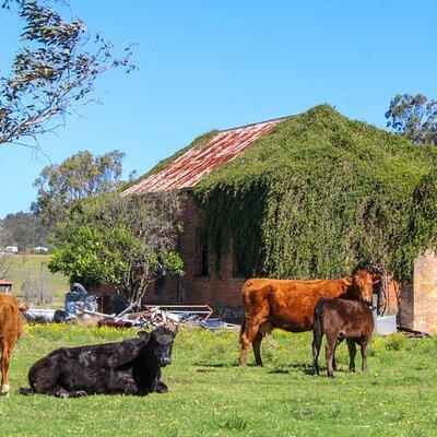 Aussie Country Adventure. Departing Newcastle. 