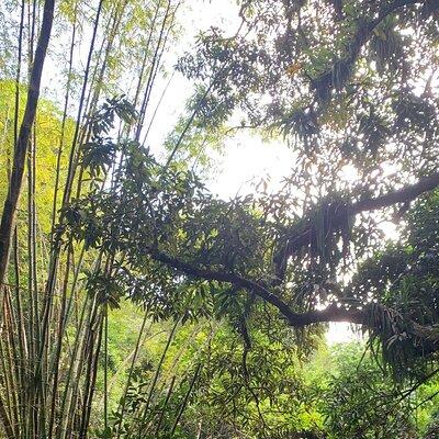 Private Hike to the Natural Slides at Carbet