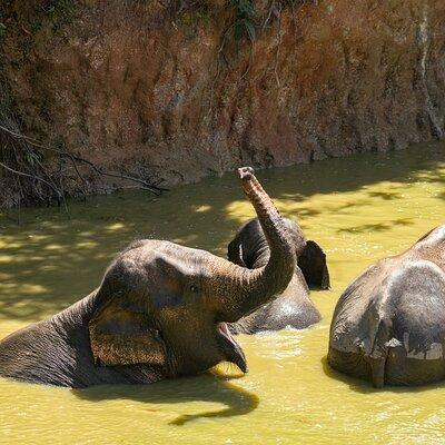 Elephant Nature Experience with Lunch at Bukit Elephant Park