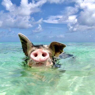 Swimming Pigs with pickup: Pig can't fly, but they do Swim! 