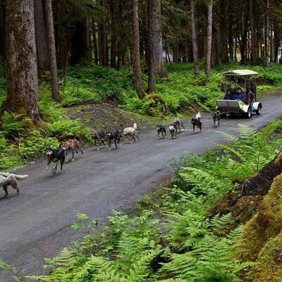 Sled Dog Discovery in Juneau