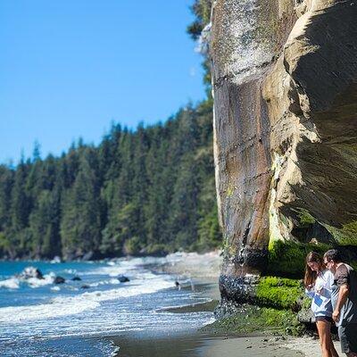 West Coast Big Tree Beach and Waterfall Adventure