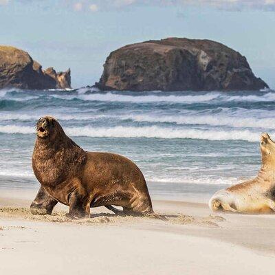 Private Dunedin&Peninsula Scenery Wildlife Day Tour ( up to 4 )