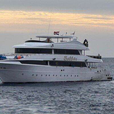 Snorkeling with Dolphins & Lunch In Sataya Reefs From Marsa Alam