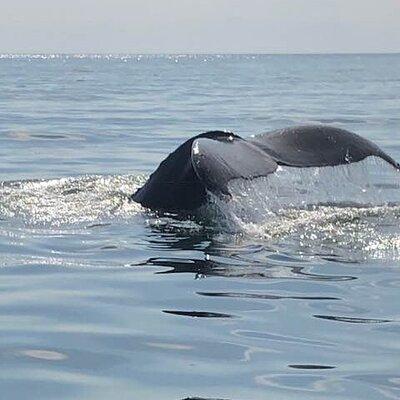 Whale Watching in Saint Andrews with Private Car Tour