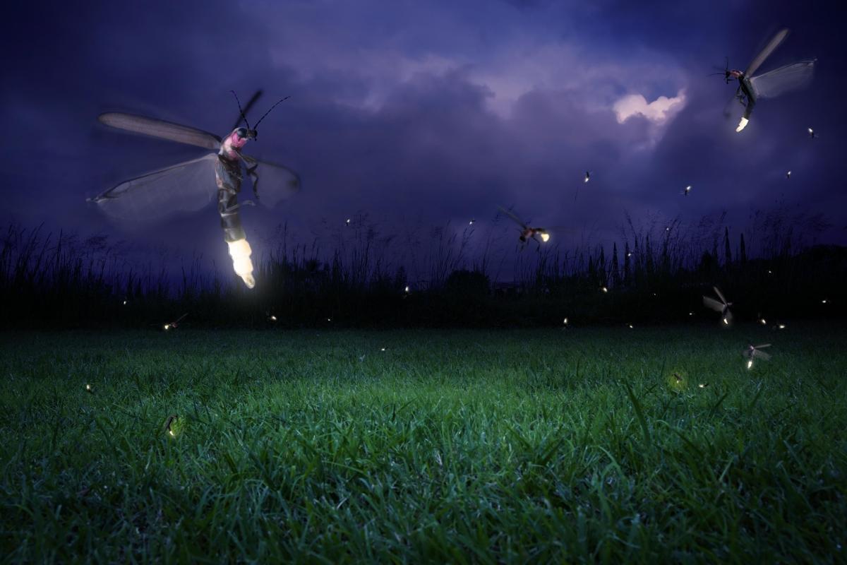 Kuala Selangor Fireflies (Kampung Kuantan Firefly Park)