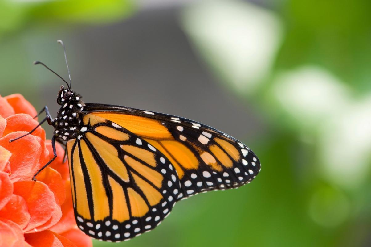 Queen Elizabeth II Botanic Park