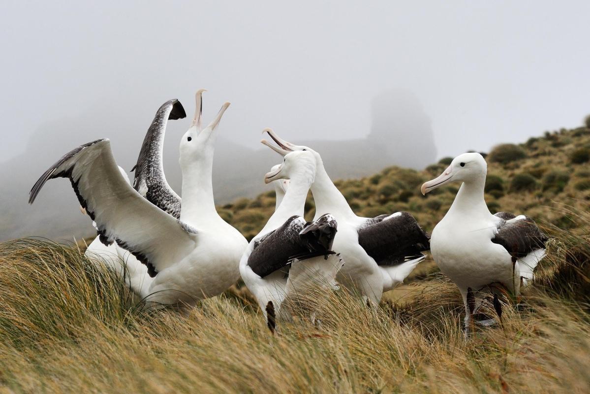 Royal Albatross Centre