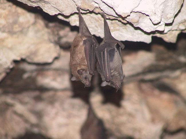 Hato Caves