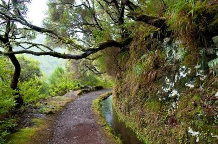 Laurisilva Rainforests of Madeira