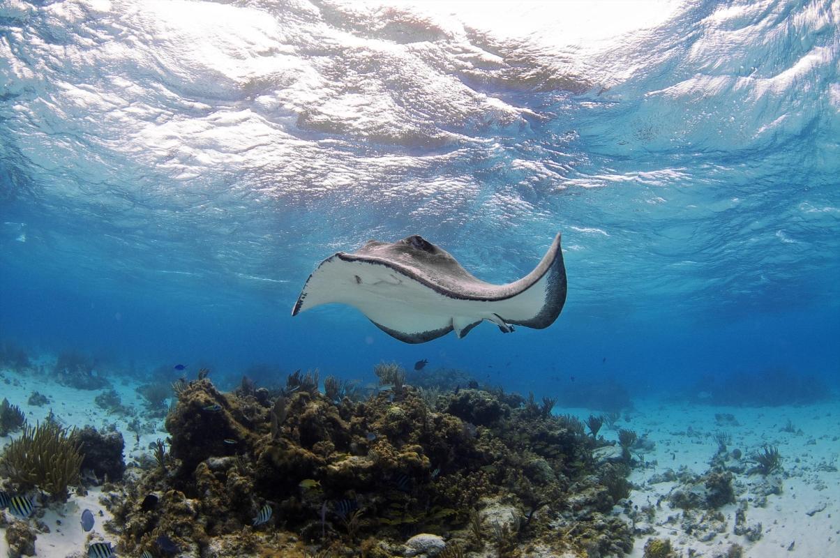 Stingray City