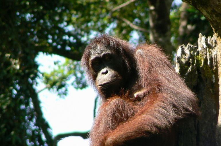 Sandakan Sepilok Orangutan Rehabilitation Centre