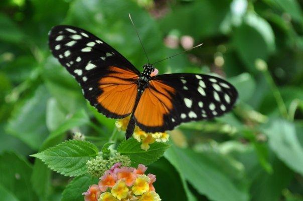 Victoria Butterfly Gardens