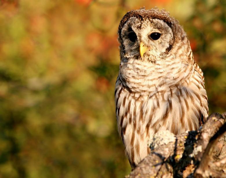 Alaska Raptor Center