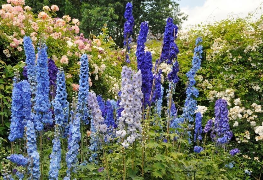 Alaska Botanical Garden