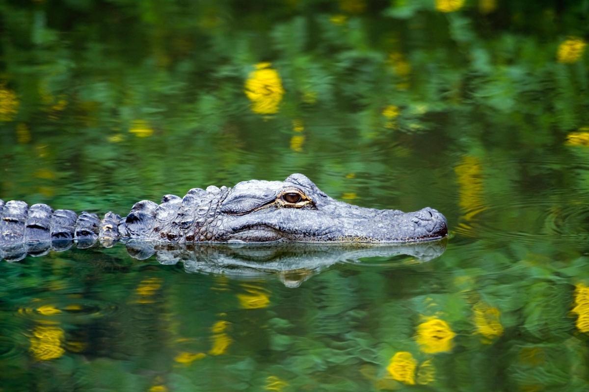 Sawgrass Recreation Park