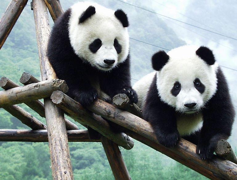 Chengdu Research Base of Giant Panda Breeding