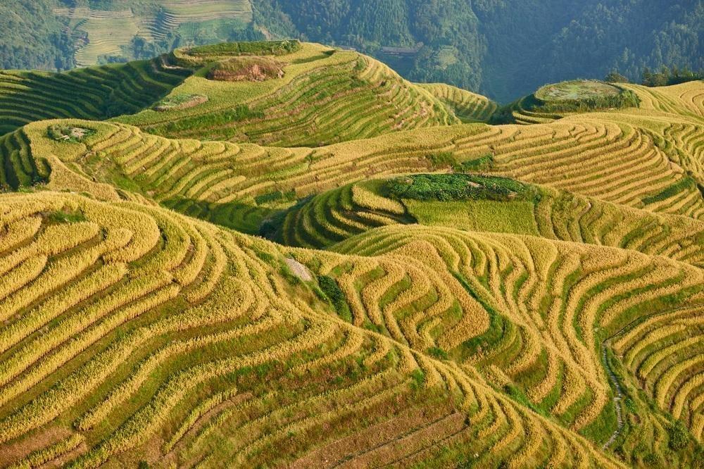 Longji Rice Terraces