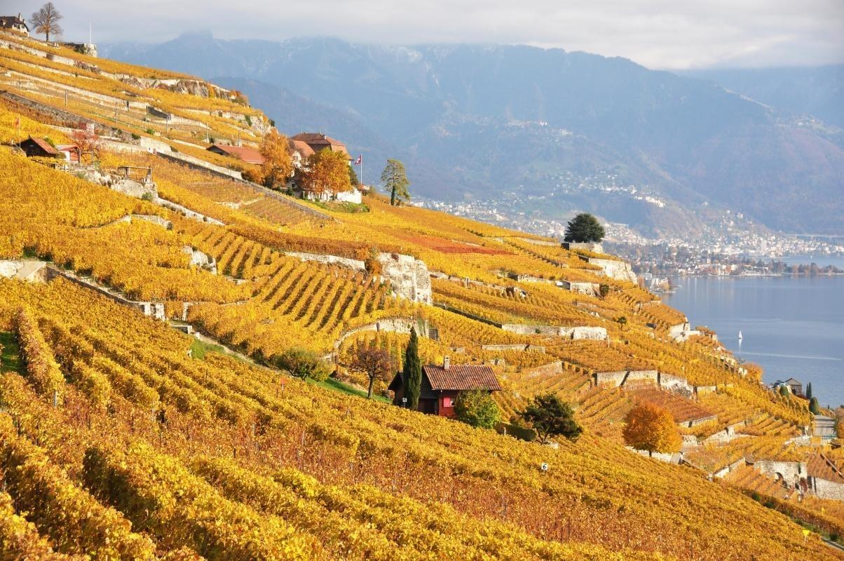 Lavaux Vineyard Terraces