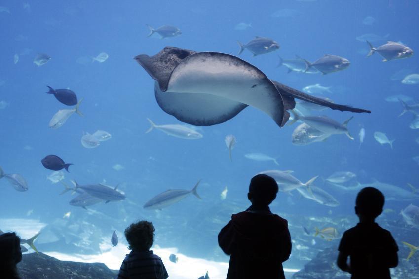 Galway Atlantaquaria