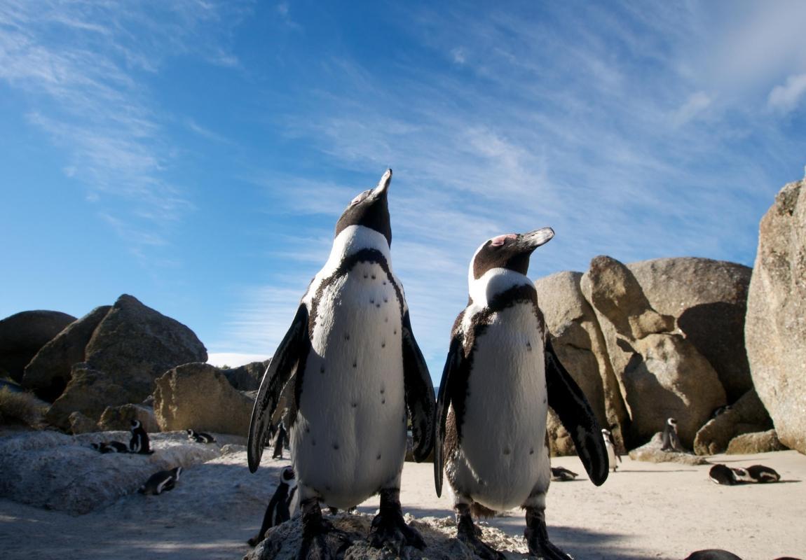 Boulders Beach