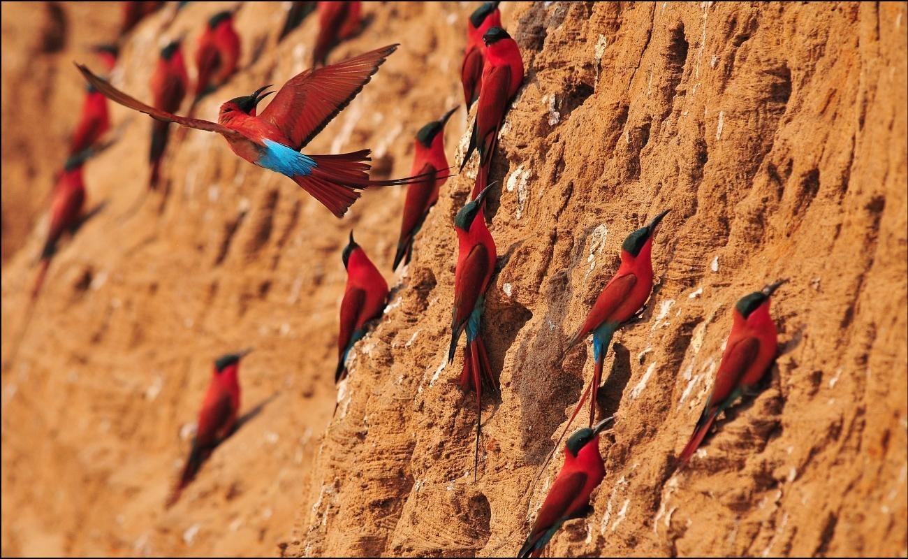 South Luangwa National Park