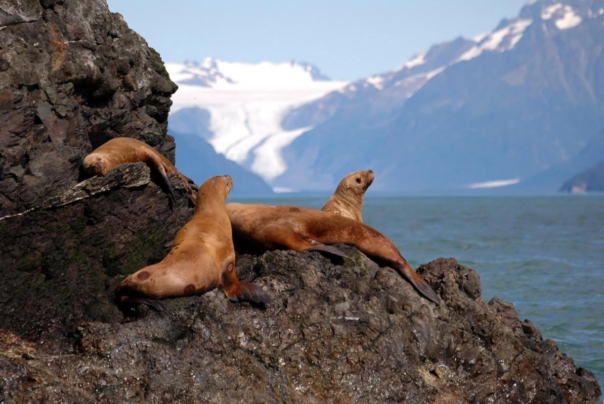 Alaska Maritime National Wildlife Refuge