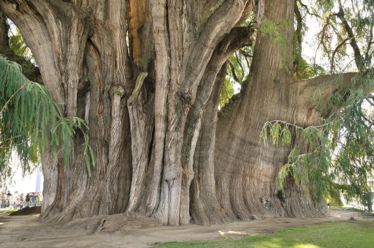 Tule Tree (Arbol del Tule)