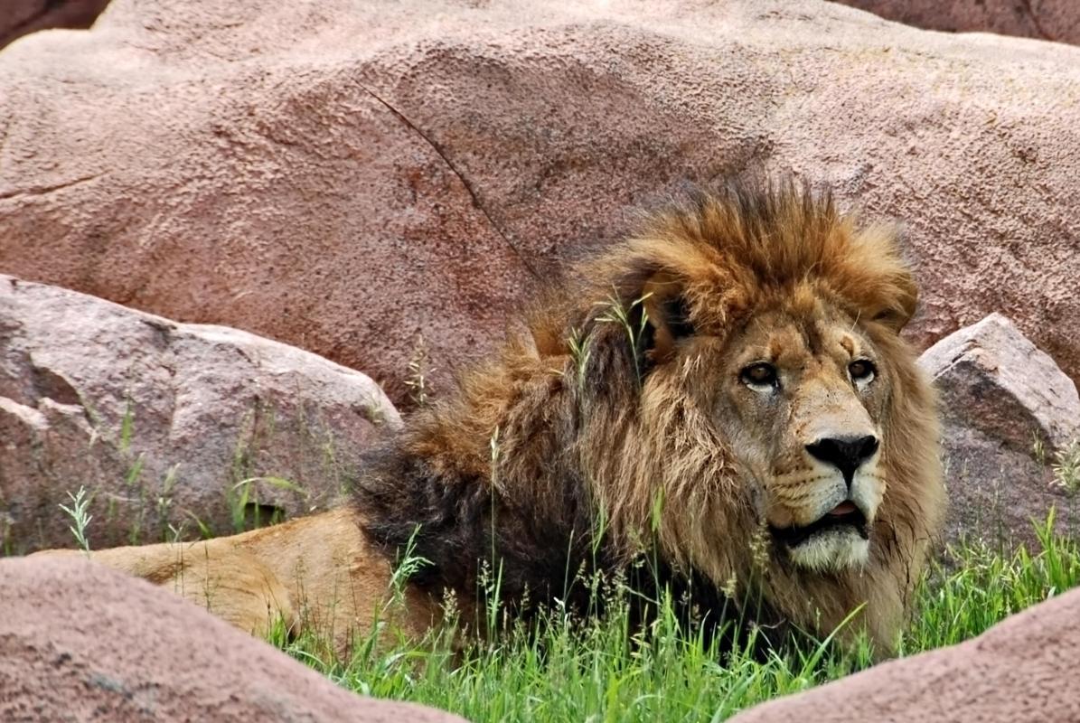 Toronto Zoo