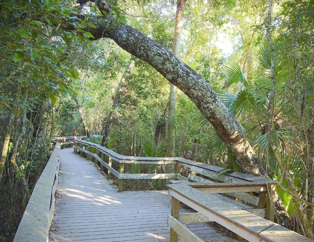 Gumbo Limbo Trail