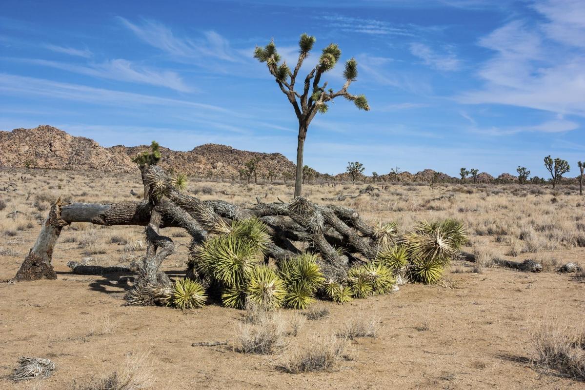 Colorado Desert