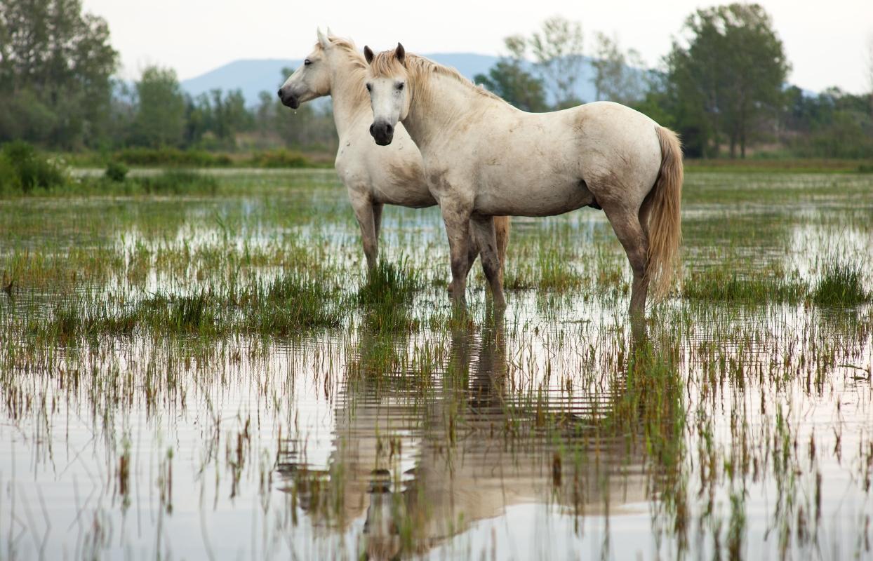 Camargue