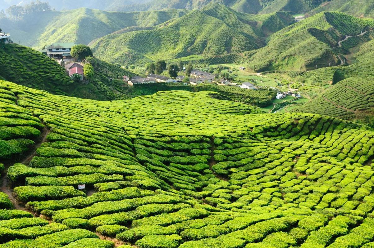 Cameron Highlands