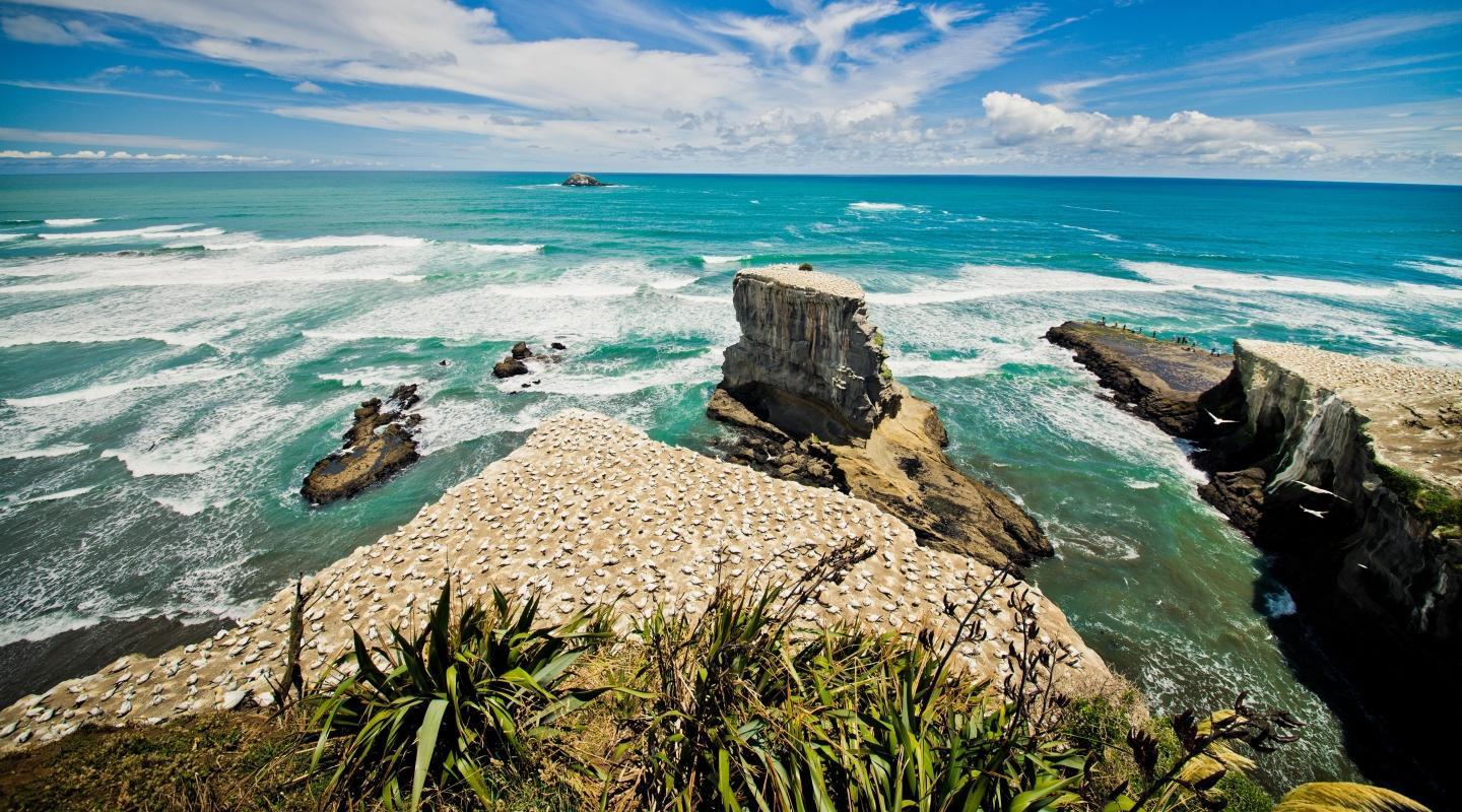 Muriwai Beach