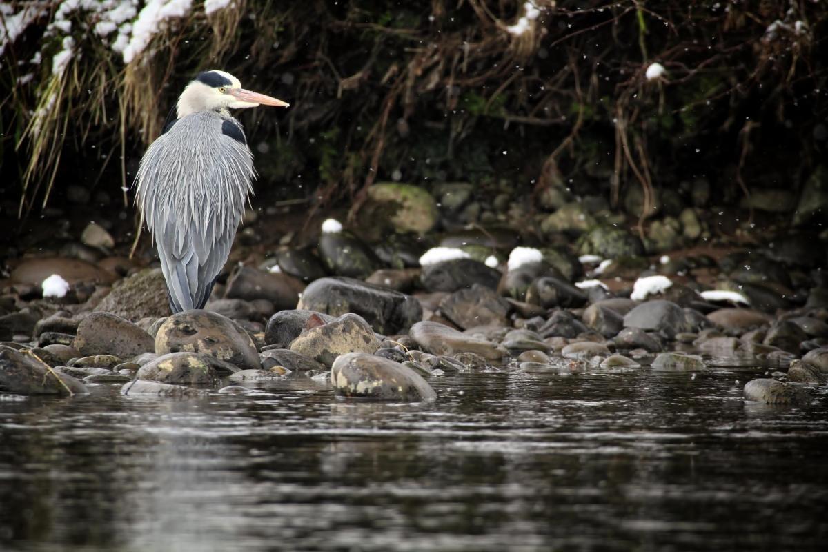 Merkinch Local Nature Reserve