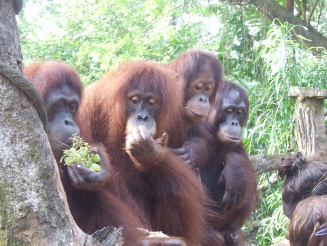 Naples Zoo at Caribbean Gardens