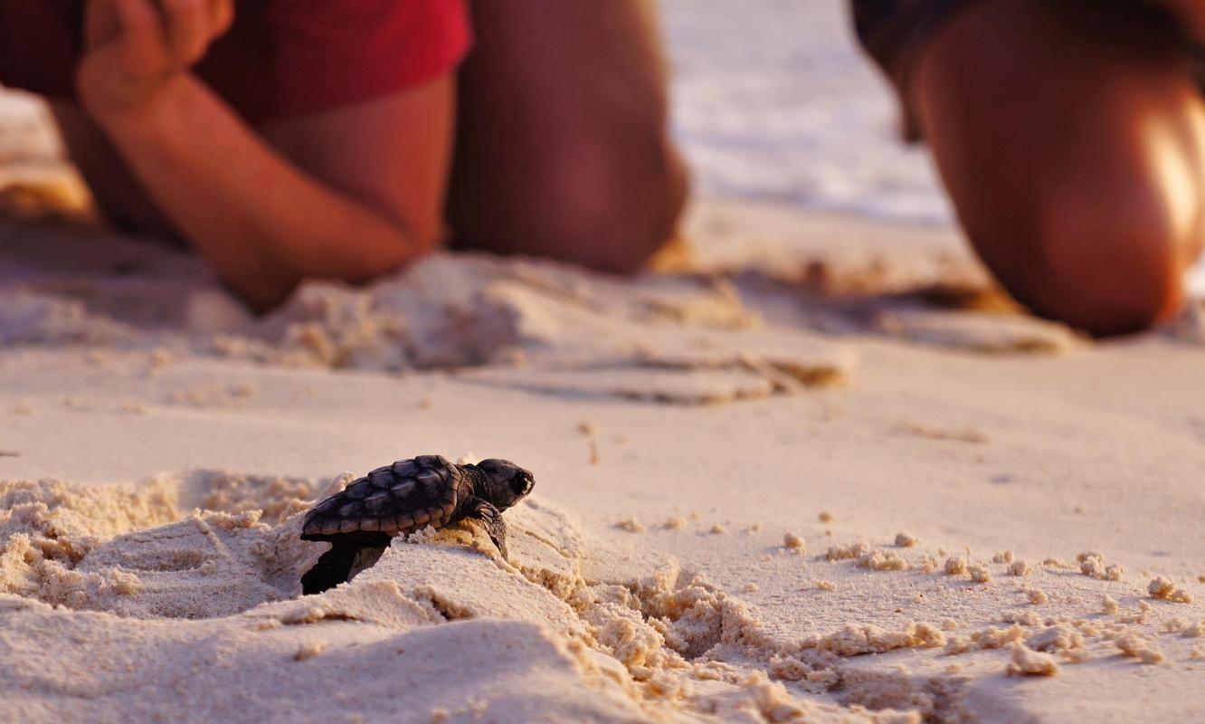 Iztuzu Beach (Turtle Beach)