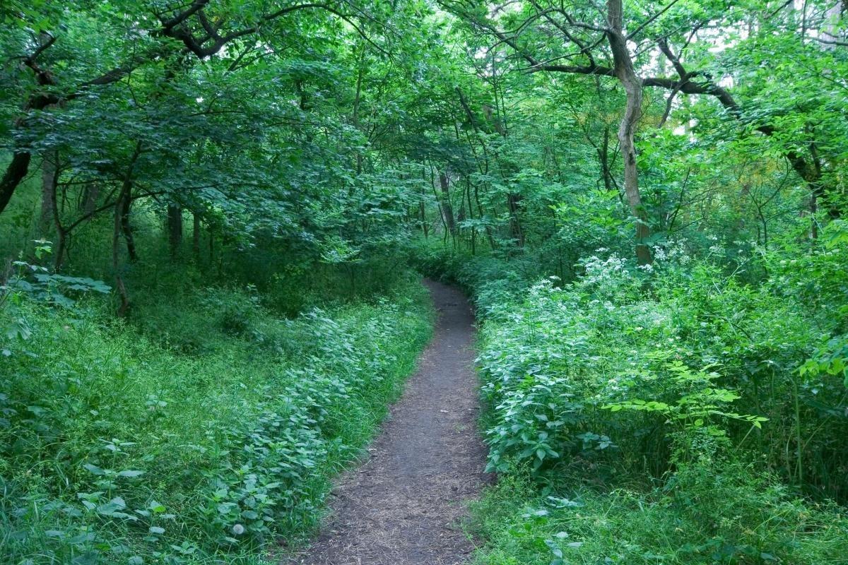 Vienna Woods (Wienerwald)