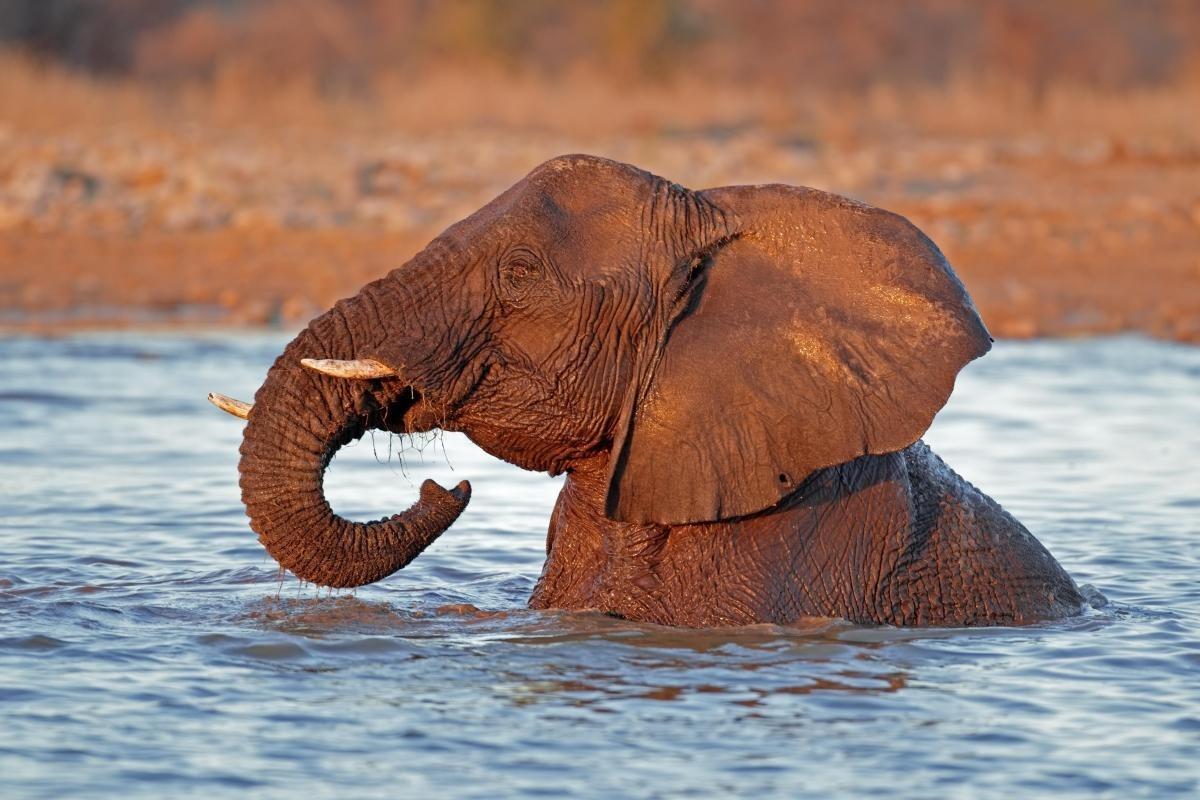 Etosha National Park