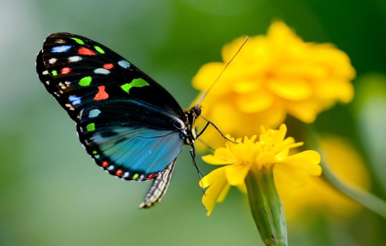 Audubon Butterfly Garden and Insectarium