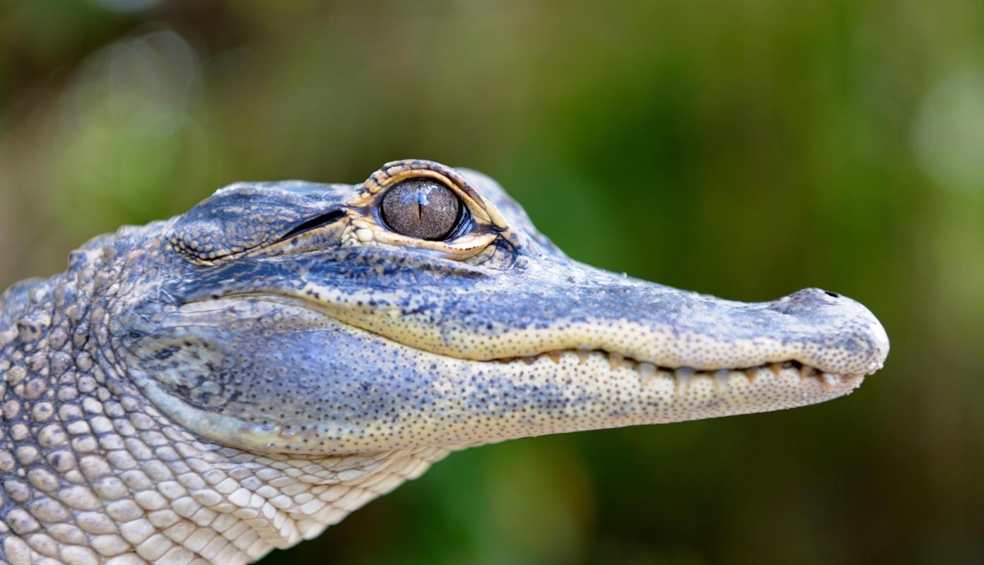 Wild Florida Airboats and Gator Park