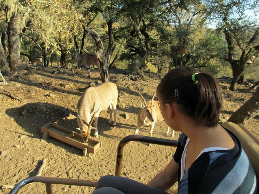 Safari West