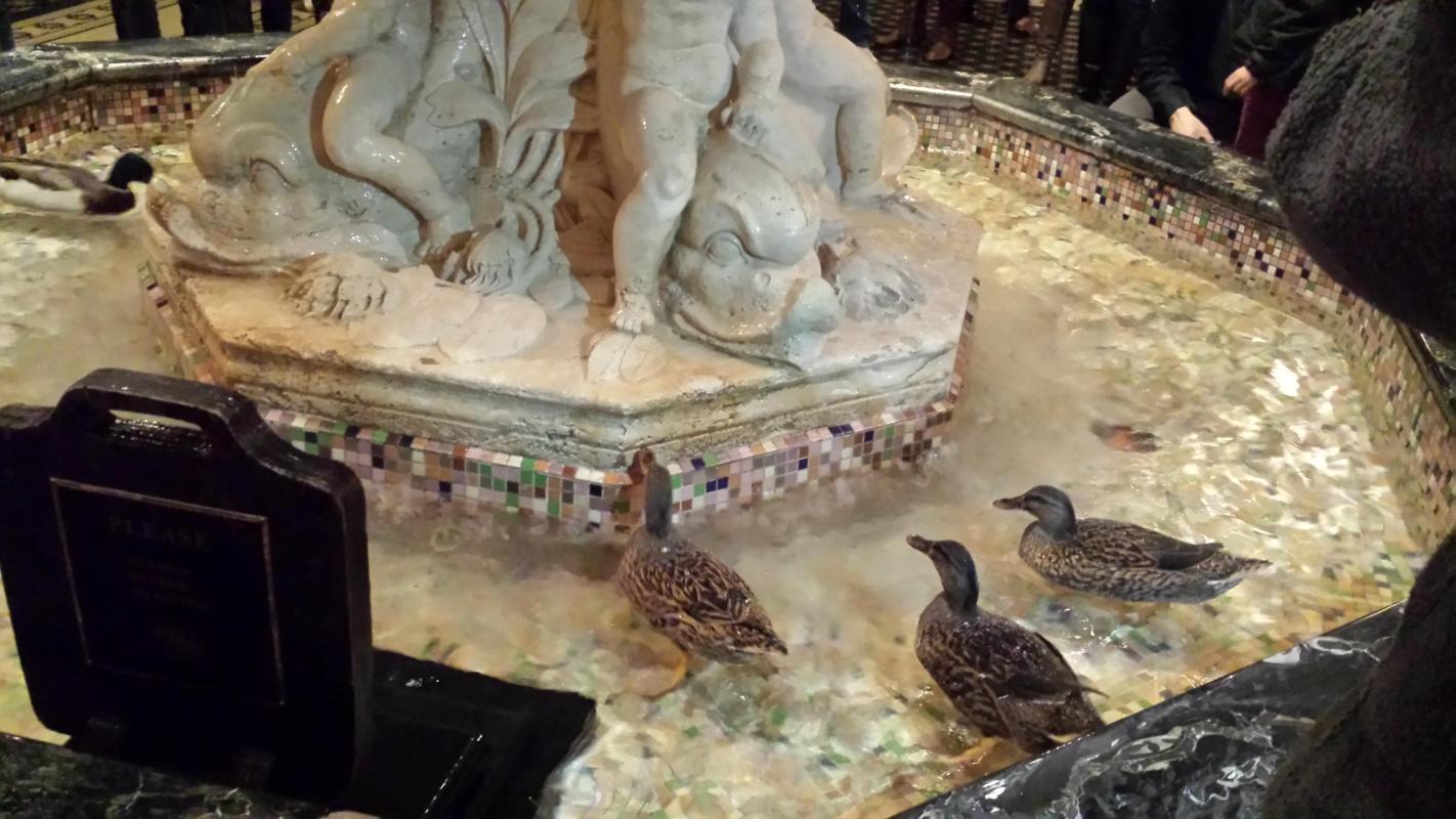 Peabody Hotel Ducks