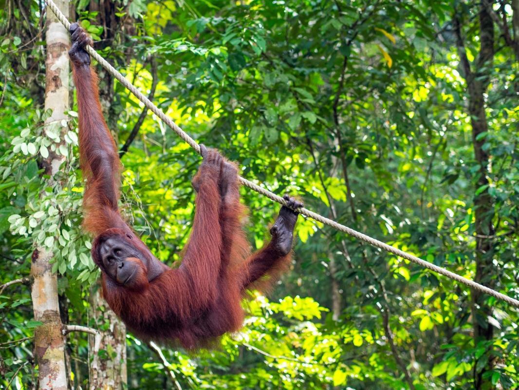 Semenggoh Nature Reserve