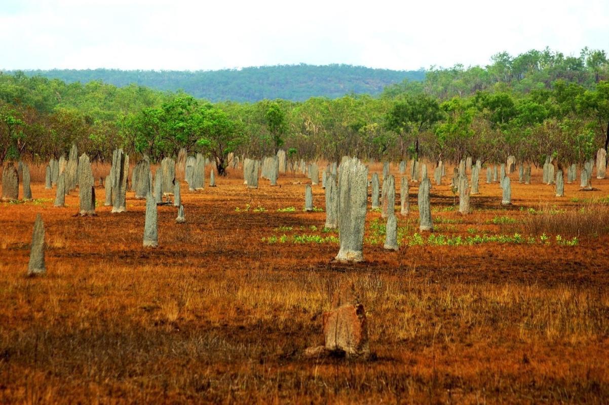 Magnetic Termite Mounds