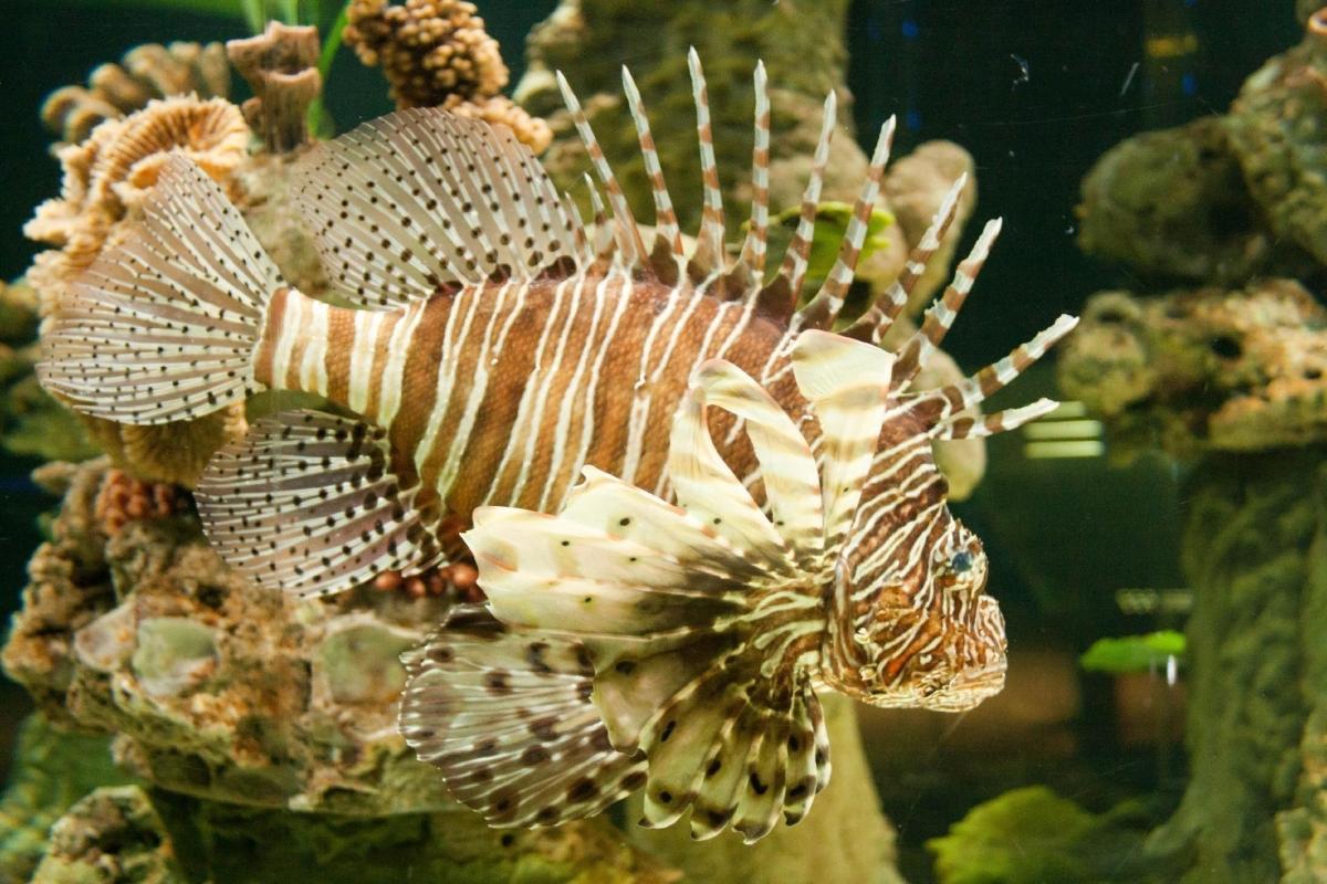 Sharjah Aquarium