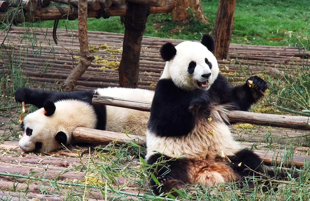 Dujiangyan Panda Base