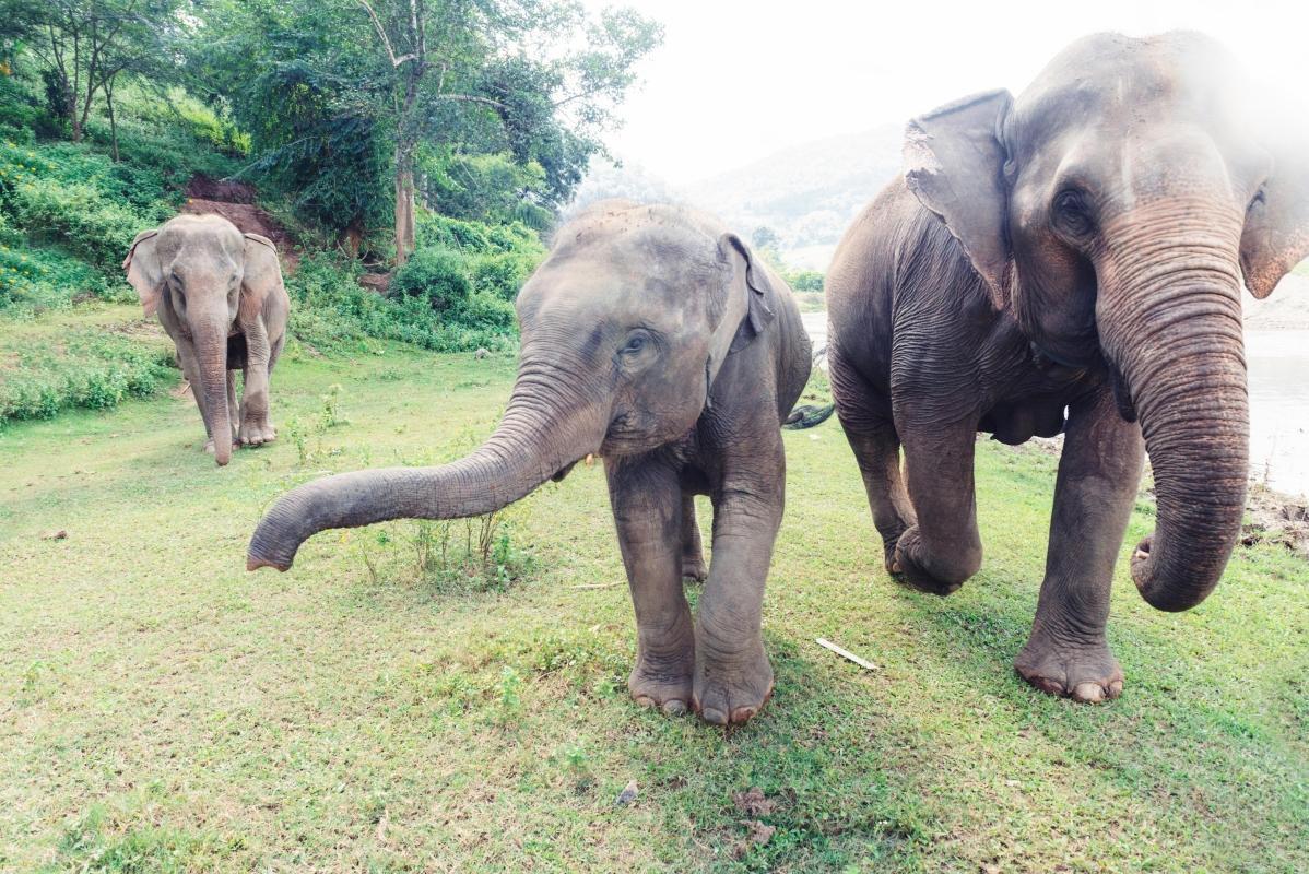 Baan Chang Elephant Park