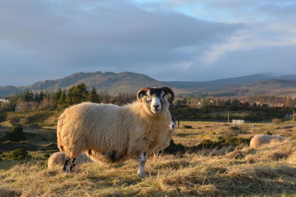 Loch Lomond & the Trossachs National Park